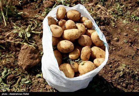 خرید سیب زمینی + پاکستانی